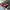 Staccato EUE04-RED Women's Heels-Red photo 2