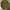 WHO AU DREAM CALIFORNIAN VINTAGE ARMY photo 1
