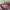 Sabrina crop pink photo 5