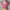 Sabrina crop pink photo 4