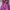 Cheongsam  photo 1
