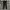 Dickies pants photo 1