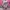 Casual Minimalist Wanita pink black photo 4