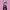 Casual Minimalist Wanita pink black photo 1
