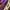 Nerdy Streetwear Sportswear Tracksuit Pria purple white photo 4