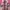 Luxury Muslim Going out dress Wanita burgundy white photo 3