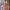 Vans Knu Skool Checkerbord Etherea