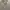 Silver/Metallic Trench Coat photo 3