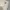 Dickies Vintage Y2K Pria cream tan photo 4