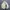 Puffer jacket reebok photo 1