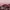 Furla Vintage Lolita Shoulder bag Wanita white pink black photo 8