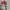 Descente Sportswear Casual Windbreaker Pria white red black photo 2