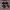 Nike SB Alleyoop photo 4