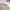 Jill Stuart Vintage Sweater Pria White Gray