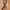 Plait Brown Belt photo 1