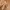 Texture Brown Belt 