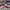 DUNK LOW RED SPECIAL CNY MOCCASINS , DUNK LOW RED SPECIAL CN photo 1
