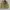 Buckaro Jacket Parka Army Pria photo 2