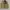 Buckaro Jacket Parka Army Pria