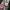 VANS Streetwear Skater Sneakers Pria multicolor white pink photo 3