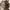 Marni Minimalist Casual Shoulder bag Wanita brown cream photo 6