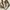 Marni Minimalist Casual Shoulder bag Wanita brown cream photo 2