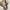 Marni Minimalist Casual Shoulder bag Wanita brown cream photo 4