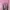 rajut pink photo 1