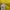 HOODIE DICKIES YELLOW photo 4