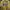 HOODIE DICKIES YELLOW photo 1
