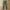 Uniqlo Chinos bahan tebal slimfit Warna army photo 1