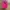 Luxury Minimalist Crop Top Wanita Red Pink