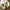 CONVERSE CT70S HIGH SUNFLOWER photo 4