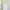 White Lace Trim Cami Tanktop Brand Decjuba photo 1