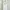 White Lace Trim Cami Tanktop Brand Decjuba