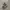Salomon XT-6 Deser Sage