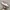 Vans Translucent Authentic White Checkerboard Sole photo 1