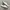 Vans Translucent Authentic White Checkerboard Sole
