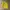 Thom Browne Casual Cardigan Wanita yellow photo 2