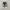 Converse 70s Low Dark Root photo 1