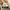 Converse 70s Low Dark Root photo 5