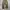 Carhartt Carphenter B11 CHT photo 2