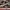 Nike SB Dunk Low Pro photo 10