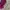 Vintage Hat Pria burgundy photo 5