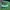 Vintage Hat Pria green photo 1