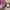 Michael Kors Lolita Coquette Crossbody Bag Wanita pink photo 3
