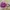 Michael Kors Lolita Coquette Crossbody Bag Wanita Pink