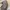 Gucci Luxury Tote bag Wanita brown photo 6