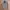 Andrew Marc Biker Casual Leather jacket Wanita tan photo 4