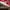 Casual Kids red photo 3
